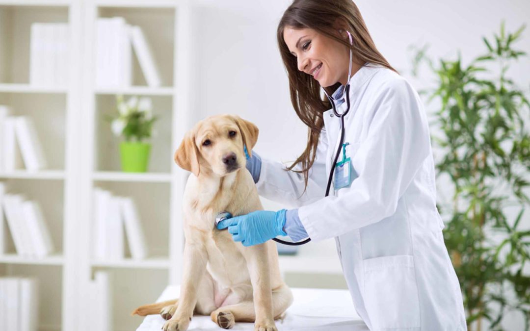papelmatic-higiene-profesional-limpieza-desinfeccion-clinicas-veterinarias