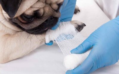 Higiene en las clínicas veterinarias en tiempos de Covid-19