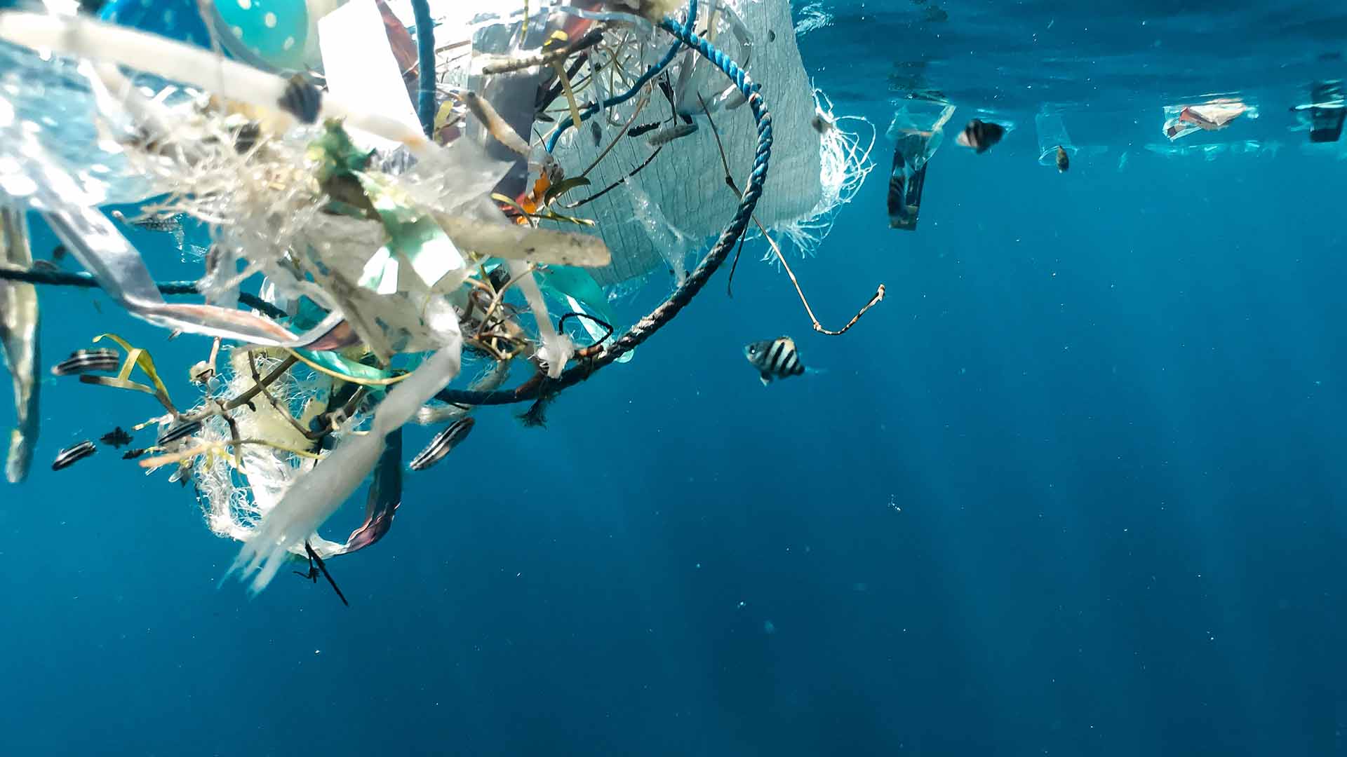 ¿Cómo reducir la contaminación plástica a través de la higiene?
