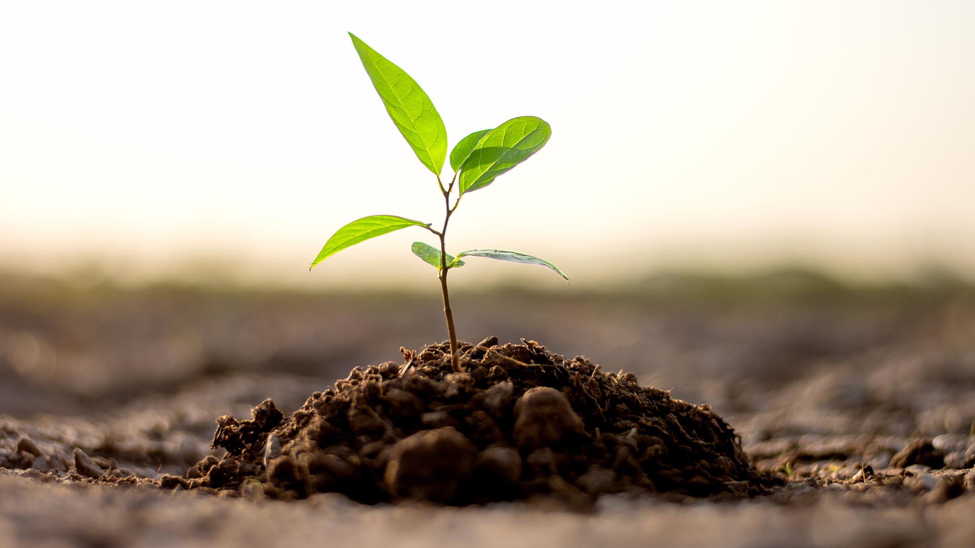 ¿Cuál es la diferencia entre ecológico y biodegradable?