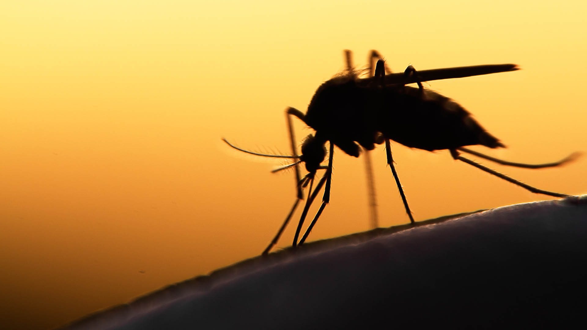 Recomendaciones para comprar insecticidas